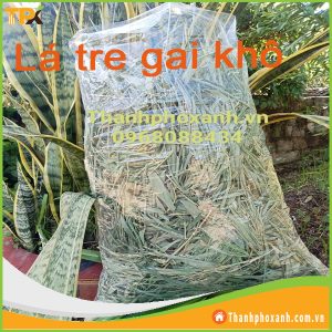 LÁ TRE GAI KHÔ – DƯỢC LIỆU THANH NHIỆT, LỢI TIỂU, GIẢI ĐỘC TỰ NHIÊN