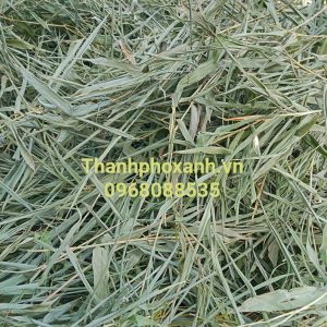 LÁ TRE GAI KHÔ – DƯỢC LIỆU THANH NHIỆT, LỢI TIỂU, GIẢI ĐỘC TỰ NHIÊN